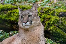 American Mountain Lion