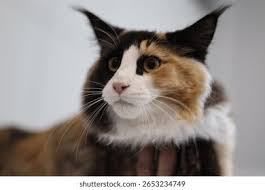 Main Coon Cat