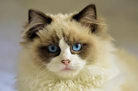 Ragdoll Cat