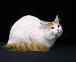 Turkish Van Cat